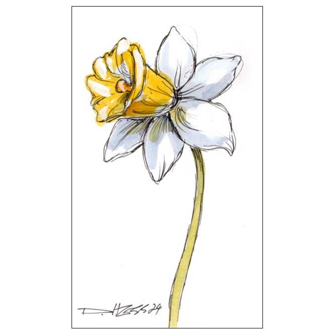 December Narcissus #10