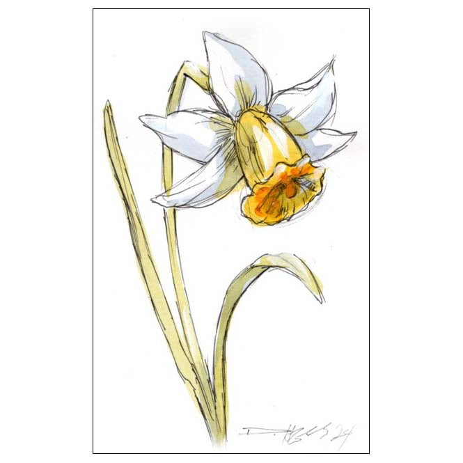 December Narcissus #11