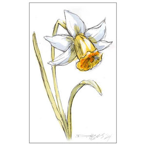 December Narcissus #11