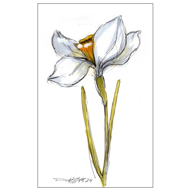 December Narcissus #1