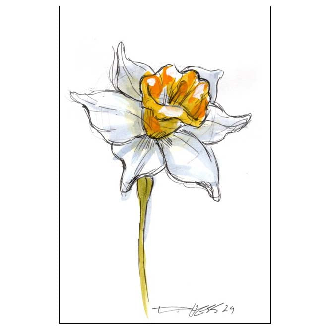 December Narcissus #2