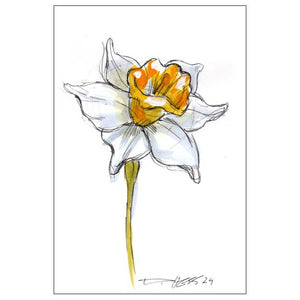 December Narcissus #2