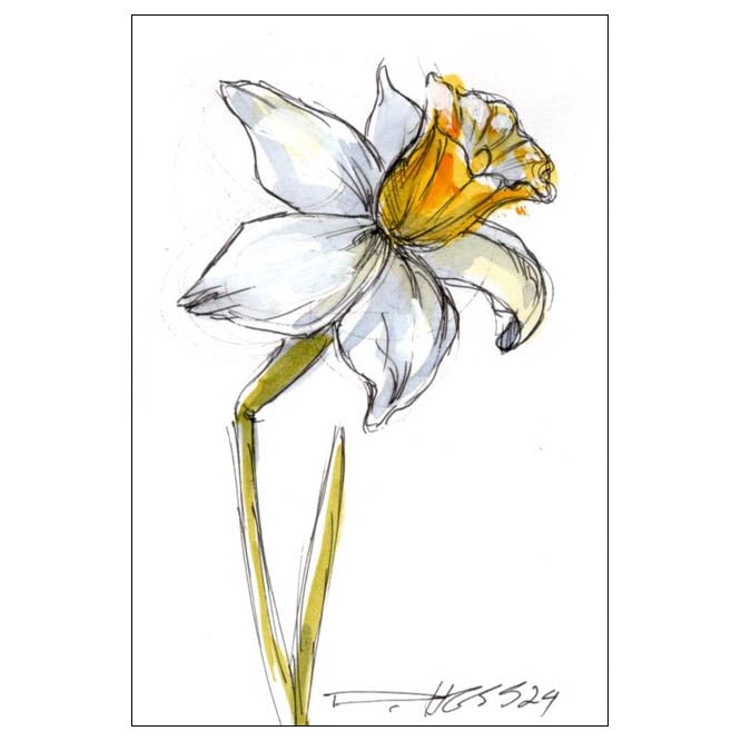 December Narcissus #3