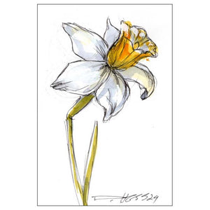 December Narcissus #3