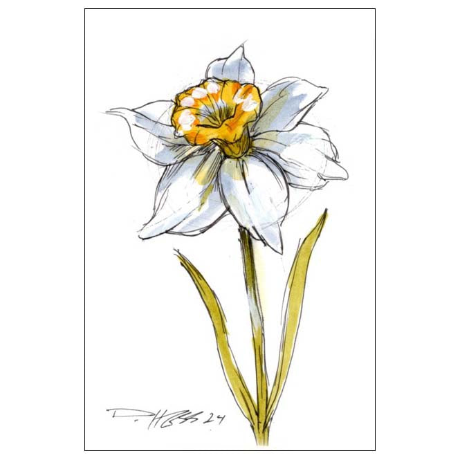 December Narcissus #5