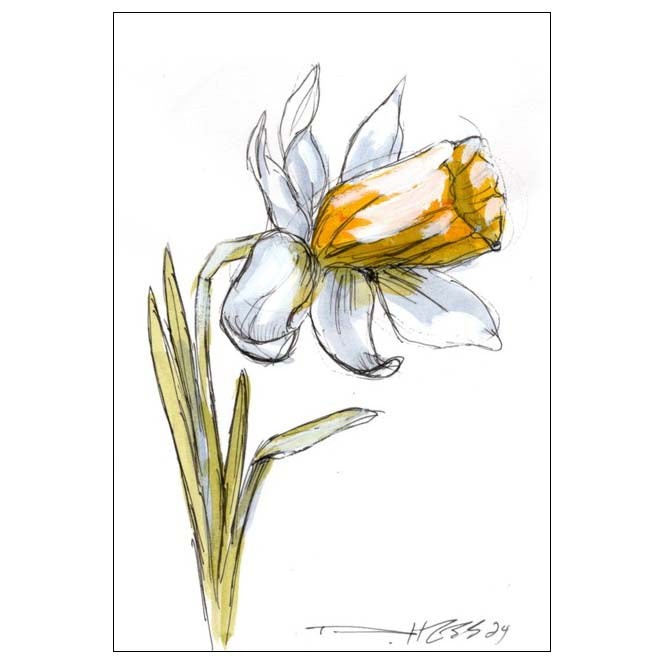 December Narcissus #7