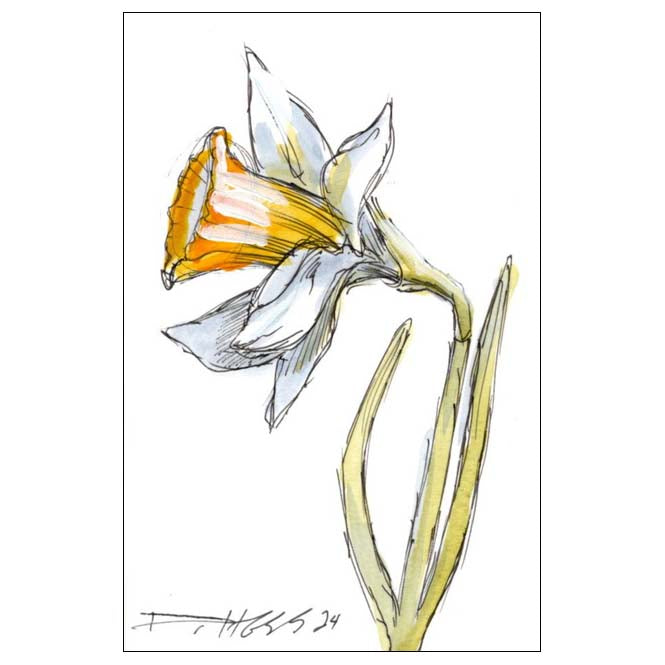 December Narcissus #8