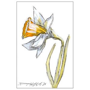 December Narcissus #8