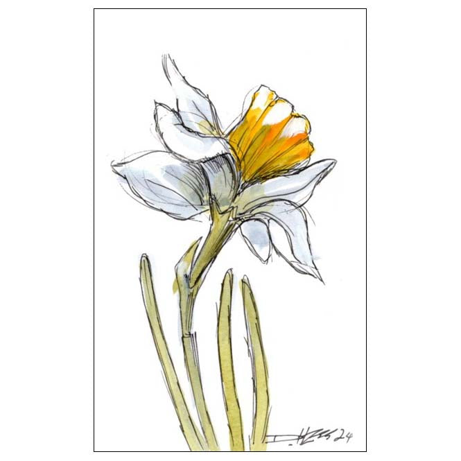 December Narcissus #9