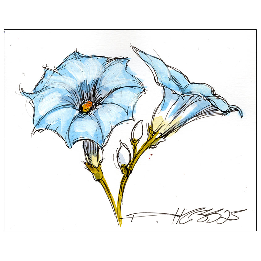 Morning Glory #1