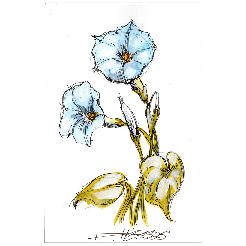 Morning Glory #2
