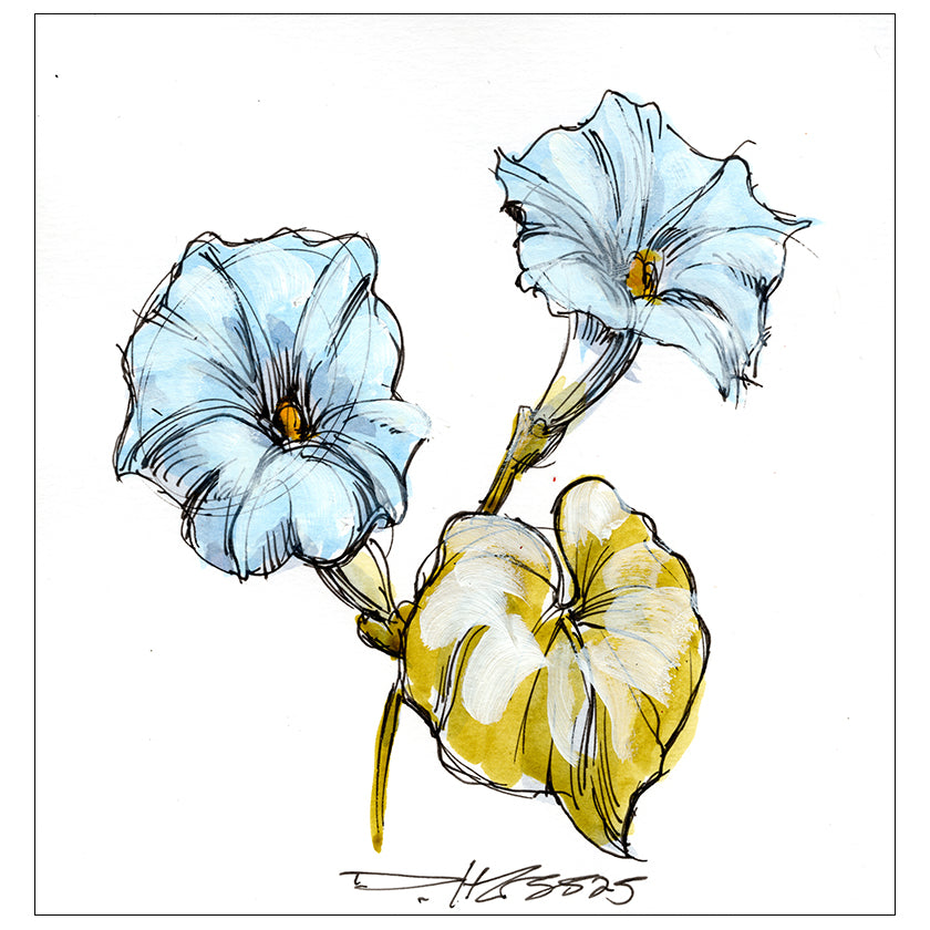 Morning Glory #3
