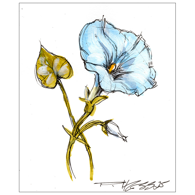 Morning Glory #4