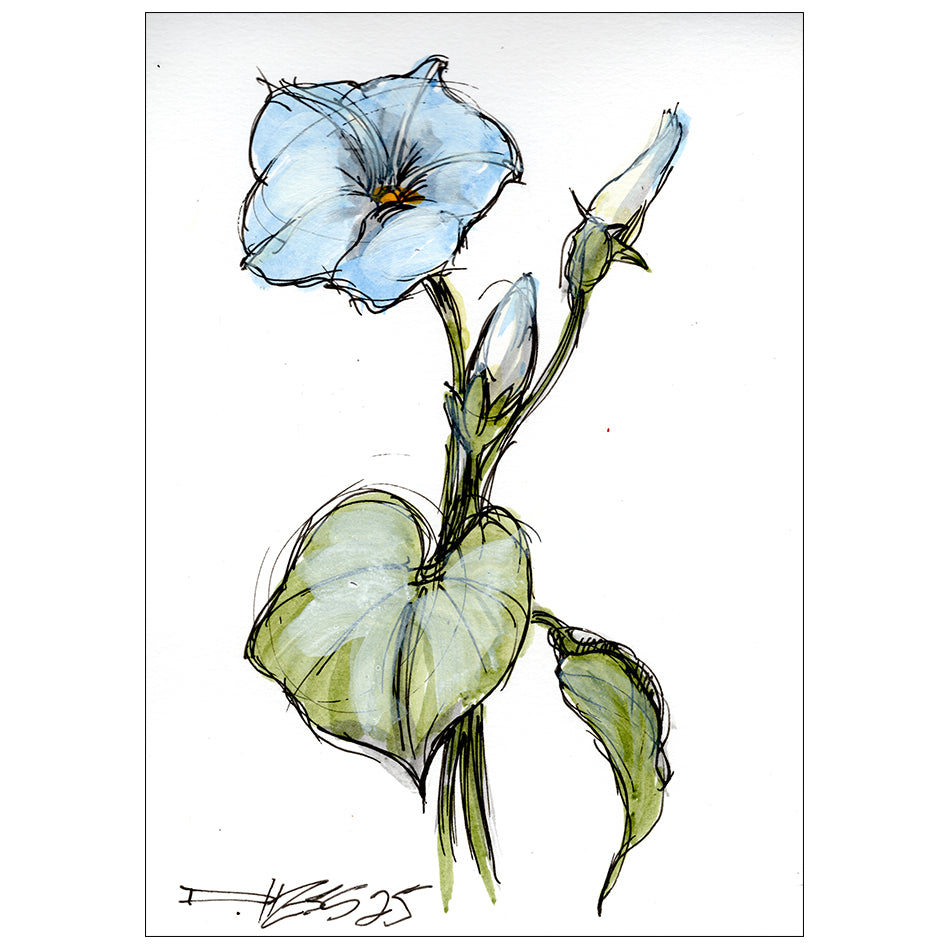 Morning Glory #5