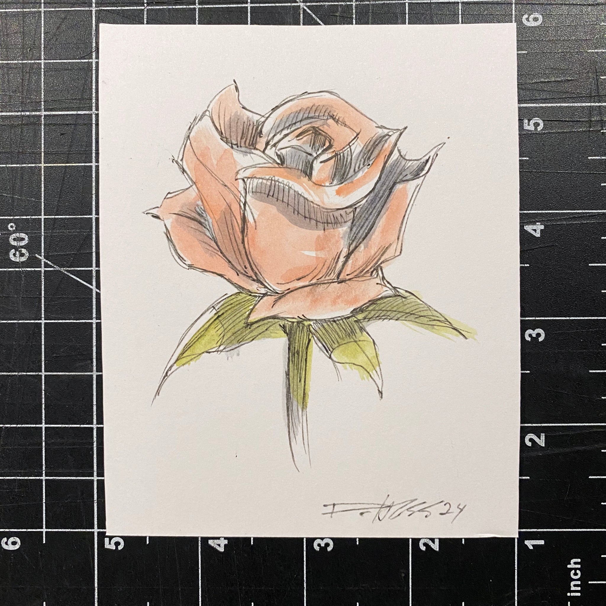 Rose 2024_7