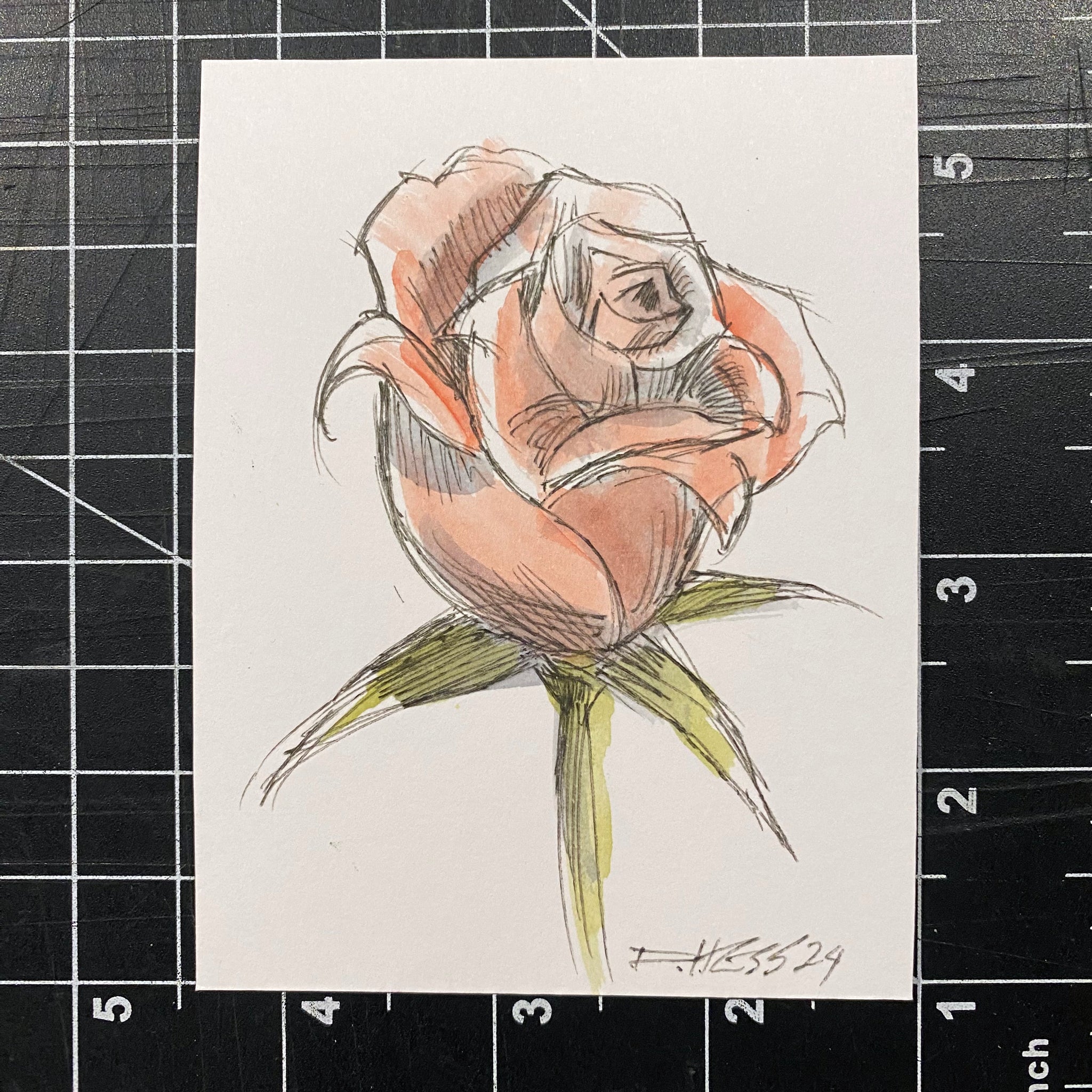 Rose 2024_3